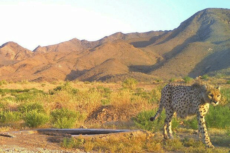 مشاهده دو یوزپلنگ ایرانی در طبس