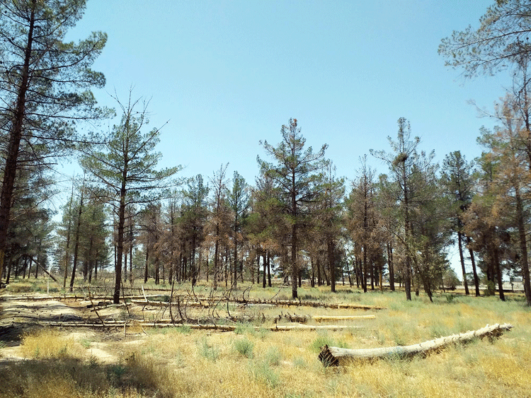 خشکاندن درختان پارک