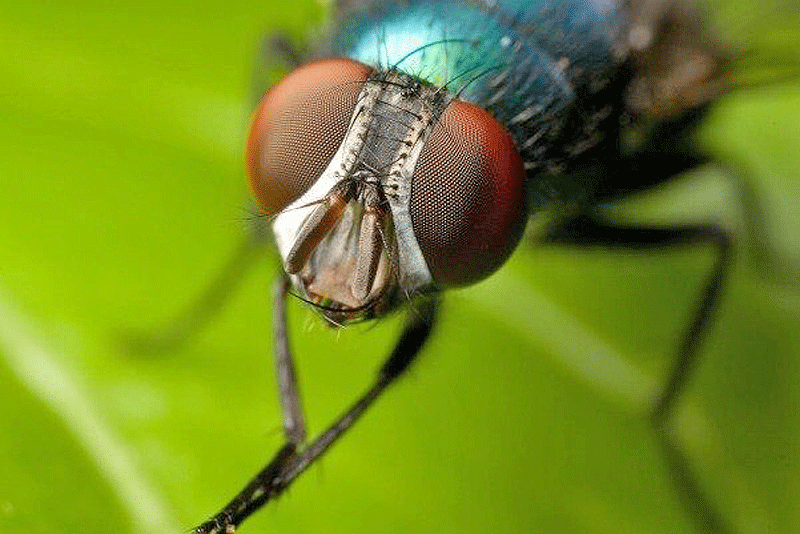 خوش‌نشینی مگس‌ها در میوه‌های سردسیری جنوب کرمان