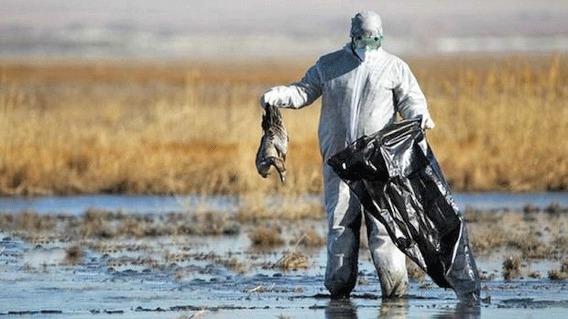 ایران رسما از بیماری آنفلوآنزای پرندگان پاک اعلام شد