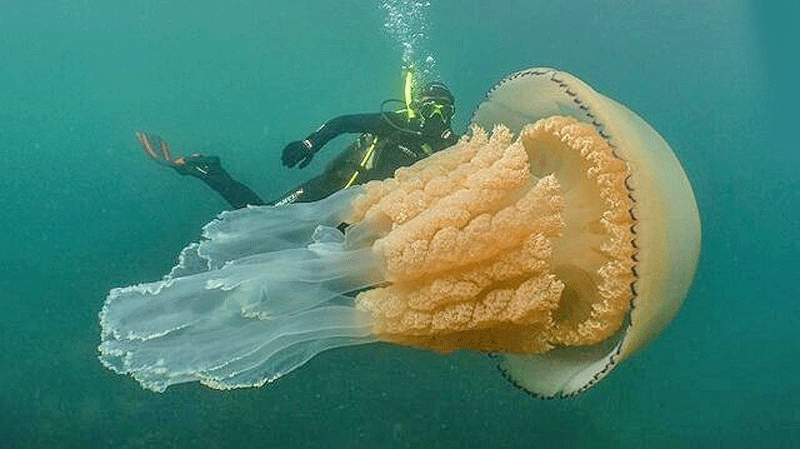 مشاهده عروس دریایی غول‌پیکر در آب‌های ساحلی انگلیس