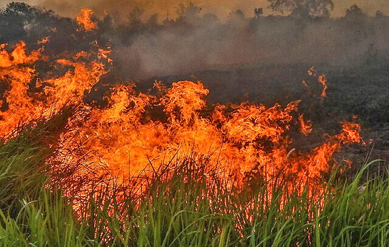 آتش به جان جنگل‌های مرکزی پرتغال افتاد