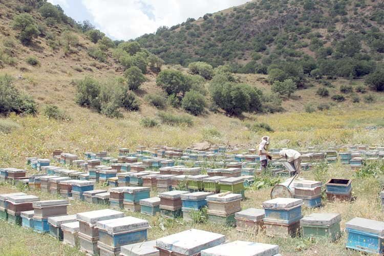 چالش‌ بر سر حق گرده‌افشانی زنبورها