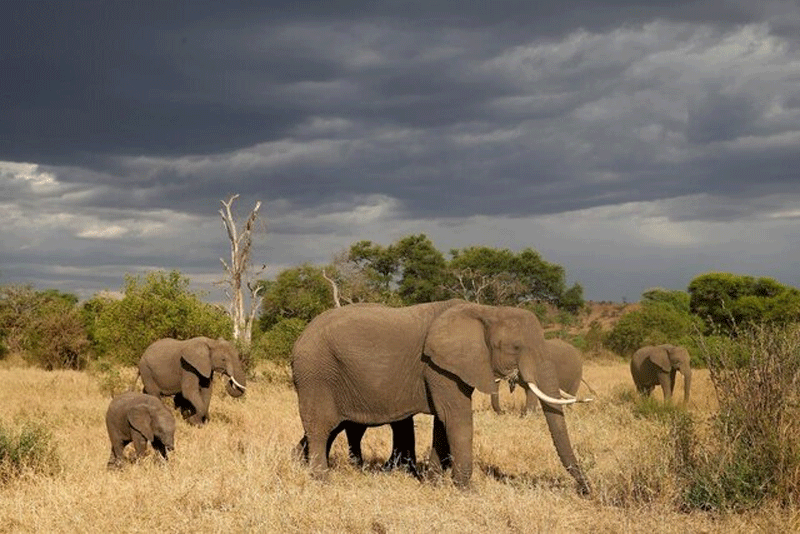 تشدید محدودیت‌های شکار در تانزانیا