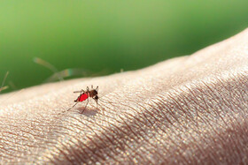 نکته بهداشتی: حفاظت در برابر حشرات تابستانی