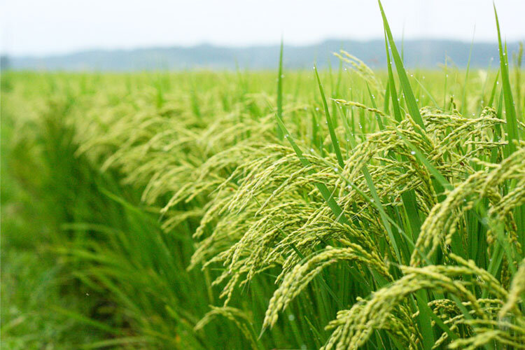 کاشت برنج