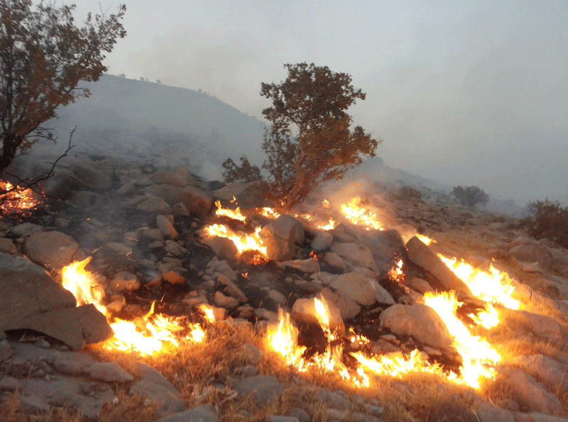 بوستان‌های جنگلی تهران امسال ۲۵ بار آتش گرفتند