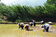 کشت برنج در این استان ممنوع است | میزان تولید برنج باز هم کمتر می شود؟