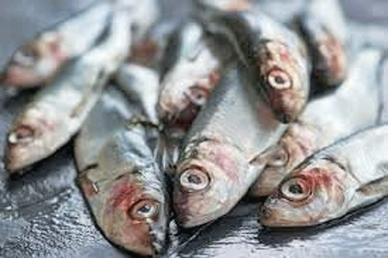 تغییرات اقلیمی عامل انباشت جیوه در خوراکی‌های دریایی
