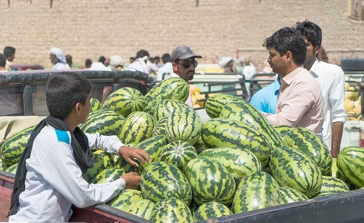 فصل ارزان هندوانه در تبریز