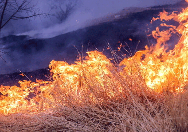 ۱۰۰ هکتار از مراتع و جنگل‌های شمال دزفول در آتش سوخت