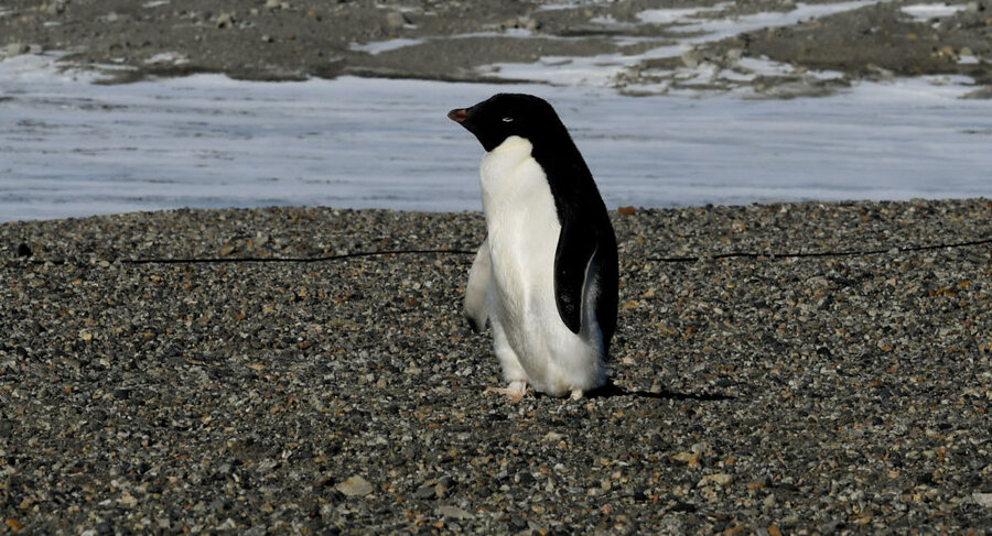 پنگوئن غول پیکر در نیوزلند