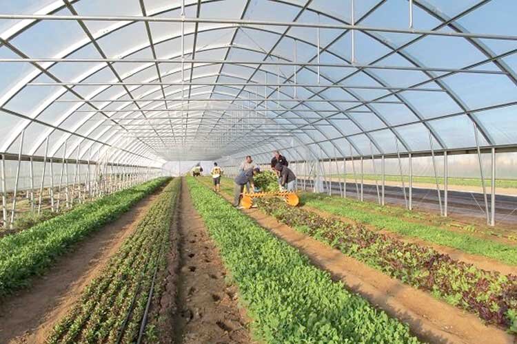 کشاورزی آذربایجان غربی گلخانه‌نشین‌ می‌شود