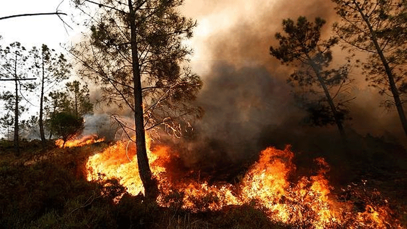 تاثیرات آتش‌سوزی جنگل‌ها بر جوانه‌زنی بذرها