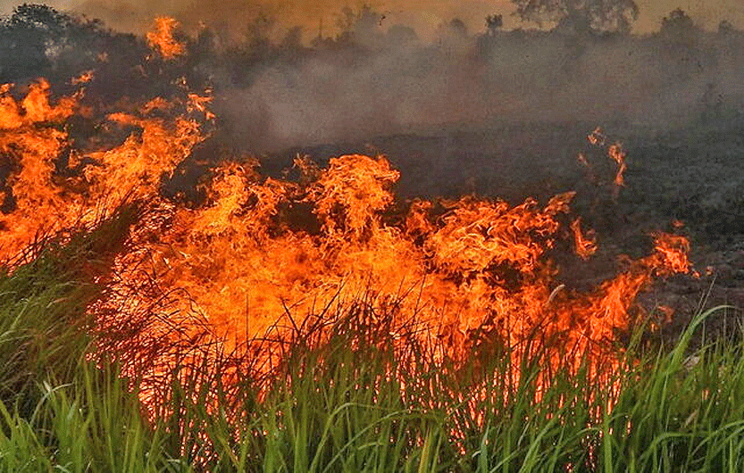 تداوم آتش‌سوزی‌های جنگلی از آمازون تا اندونزی