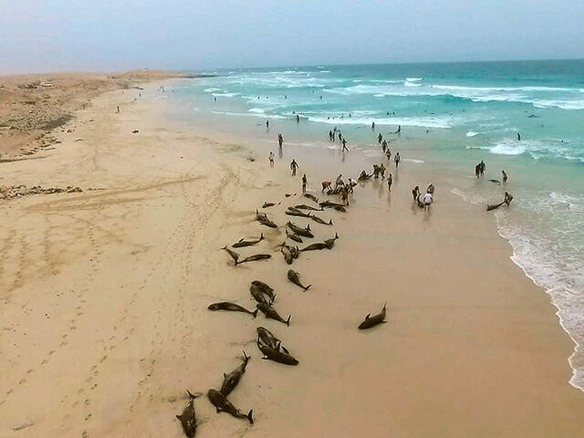 مرگ گروهیِ ۱۳۰ دلفین در غرب آفریقا