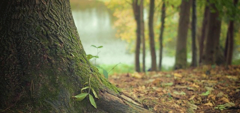خطر انقراض در کمین ۵۸ درصد از گونه‌های درختیِ اروپا