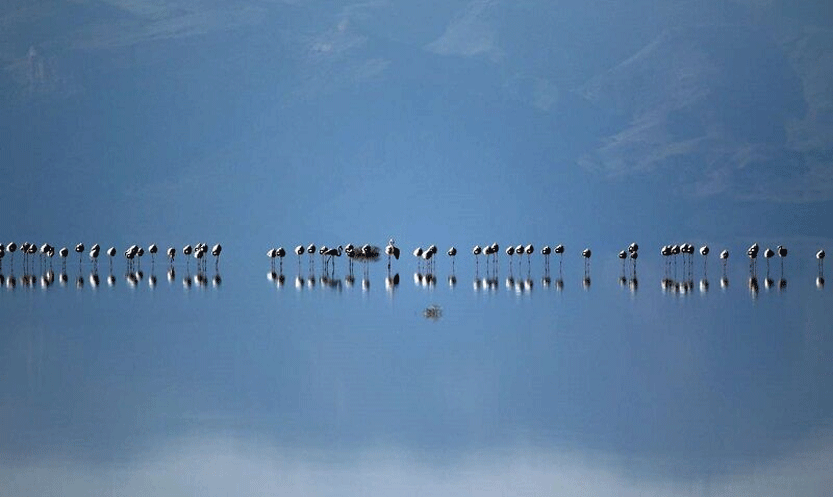 دریاچه ارومیه میزبان بیش از ۶۰ هزار قطعه فلامینگو
