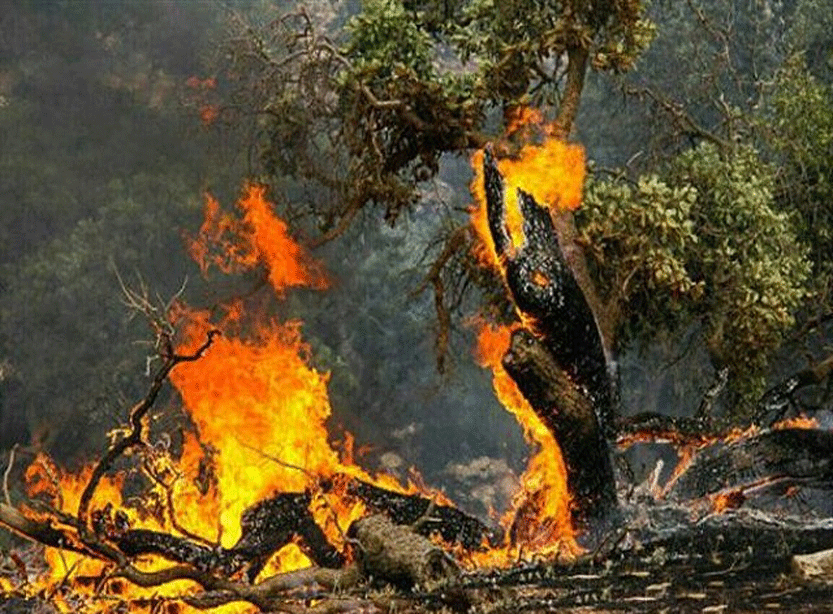 افزایش خسارت آتش‌سوزی جنگل‌ها در پی عدم تخصیص بالگرد