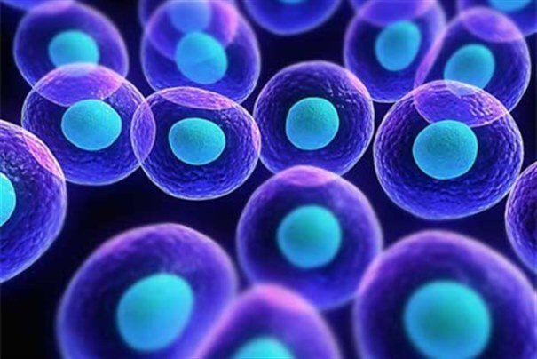 سلول‌هاي بنيادي جنيني حاوي جهش‌هاي سرطاني هستند