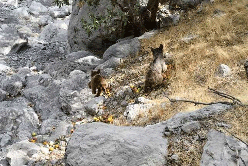 محیط زیست خوزستان در اقدامی غیرمسئولانه دو توله خرس کوچک را در طبیعت رهاسازی کرد