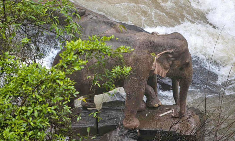 سقوط فيل در آبشار در تايلند