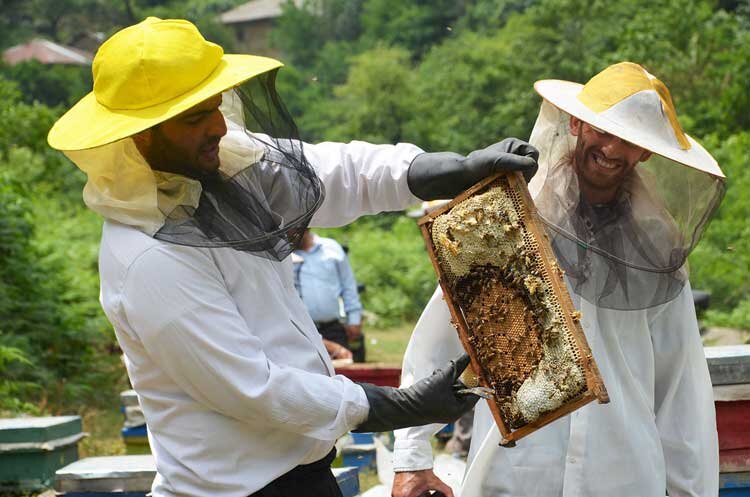 کندوهای نیمه‌خالی زنبورداران سنتی