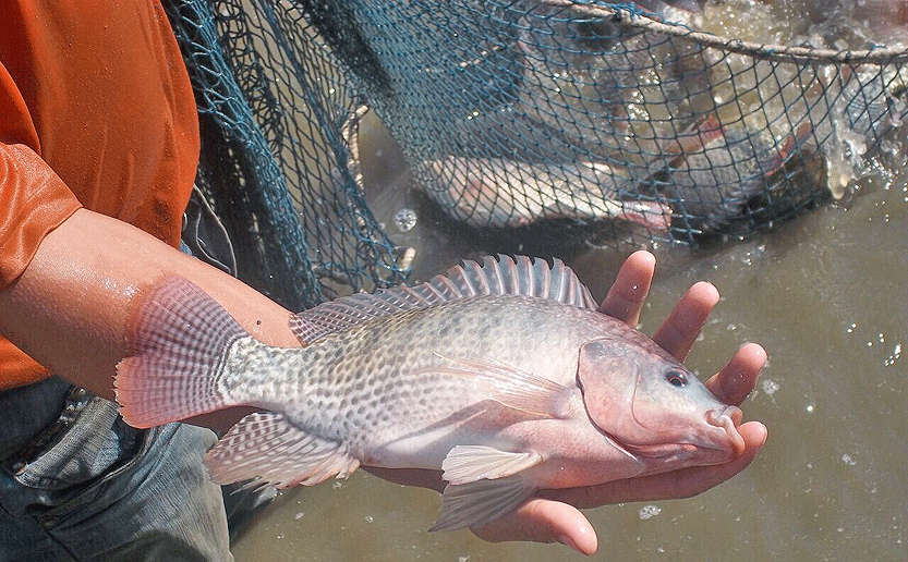 پرورش ماهی تیلاپیا در کرمان ممنوع شد