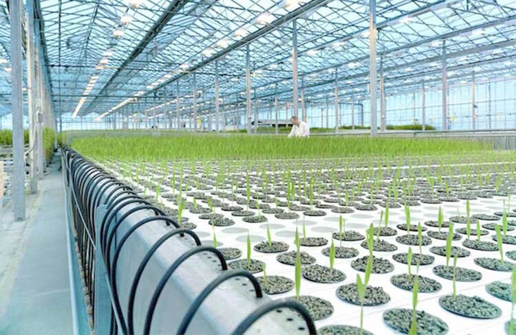 ضرورت هوشمندسازی کشاورزی در همدان