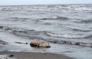 دریای خزر خشک می شود؟ | واکنش نگران کننده رئیس سازمان نقشه برداری در این باره