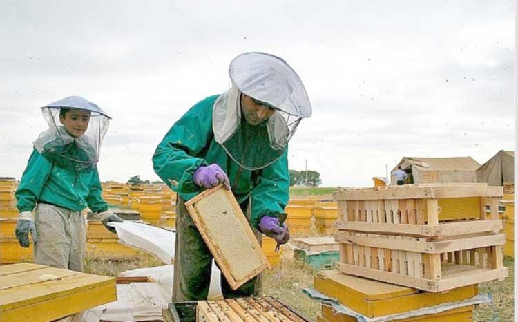 روی خوش بازارهای جهانی به عسل اردبیل