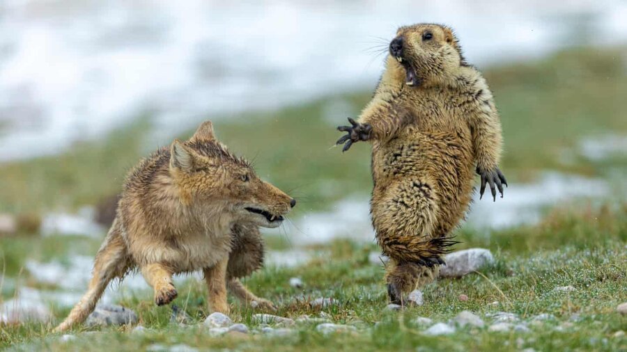 marmot and fox