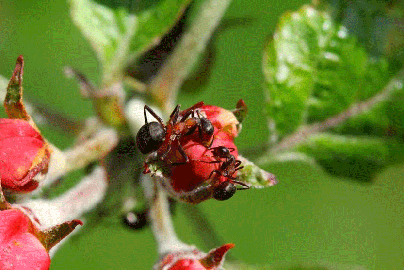 وجود مورچه‌ها برای محصولات کشاورزی مفید است