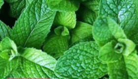 آشنایی با خواص بی‌نظیر سبزی‌جات معطر در رژیم غذایی