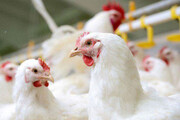 کشف ۱۶۰۰ قطعه مرغ زنده قاچاق در بافق یزد