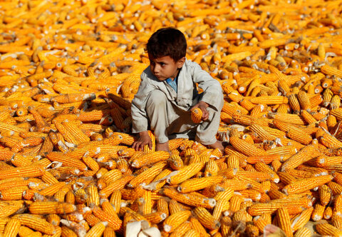 کودک افغان در مزرعه جواری - ننگرهار، افغانستان