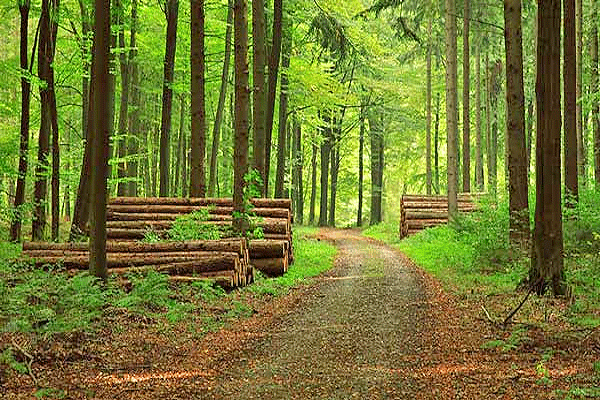 جنگل
