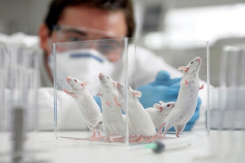 حيوانات آزمايشگاهي