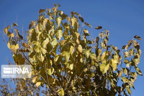 مناظر پاییزی روستای نوفرست