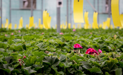 مرکز تکثیر گل و گیاهان زینتی