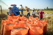 تولید برنج در ایران؛ جایگاه و رتبه‌ها