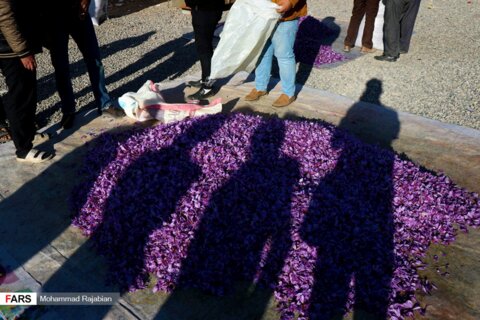روزهای پایانی برداشت زعفران در تربت حیدریه