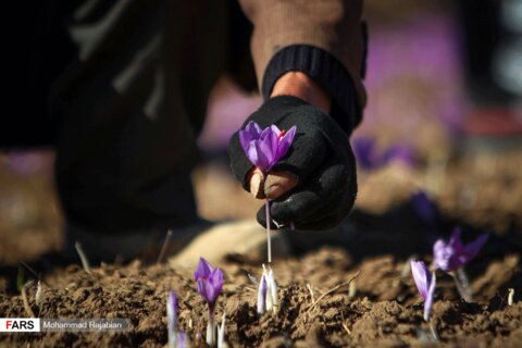 روزهای پایانی برداشت زعفران در تربت حیدریه