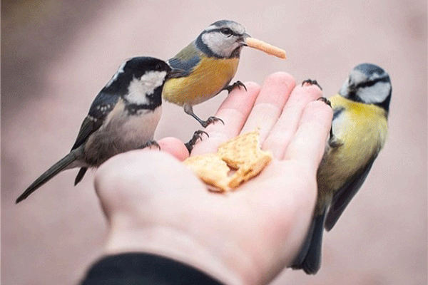 غذا خوردن پرندگان