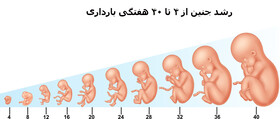 نکته بهداشتی: سه‌ماهه‌های بارداری