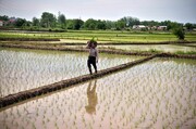  فاصله‌ طولانی تولید برنج گیلان با نوسازی