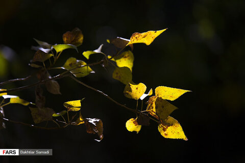 پاییز سنندج