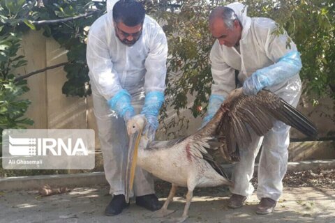 تحویل فلامینگو مصدوم به محیط‌زیست بندرترکمن