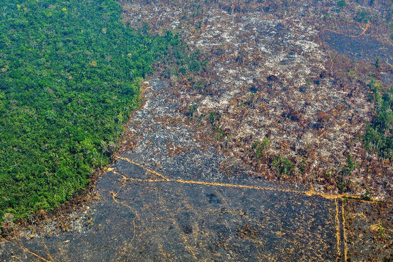 تخريب جنگل‌هاي آمازون در برزيل