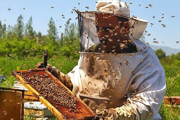 زنبورداری